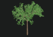 Procedural Tree